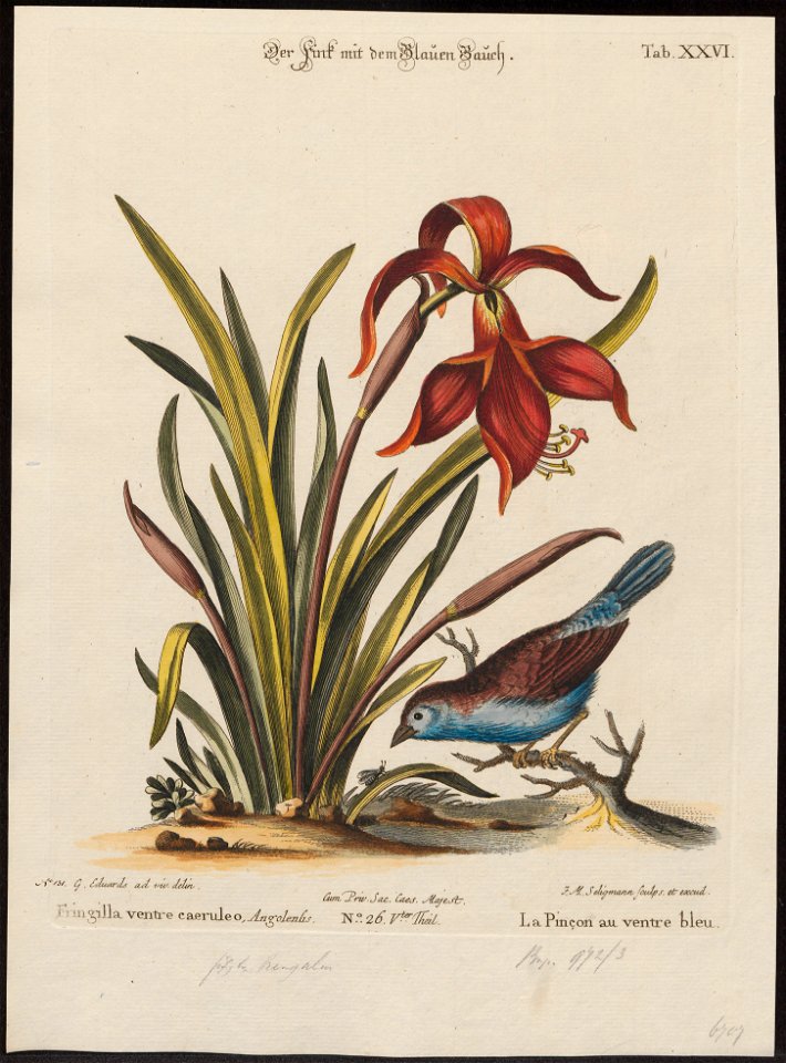 Estrilda bengalus - 1700-1880 - Print - Iconographia Zoologica - Special Collections University of Amsterdam - UBA01 IZ15900139