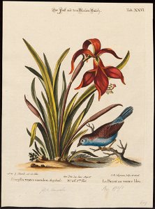 Estrilda bengalus - 1700-1880 - Print - Iconographia Zoologica - Special Collections University of Amsterdam - UBA01 IZ15900139