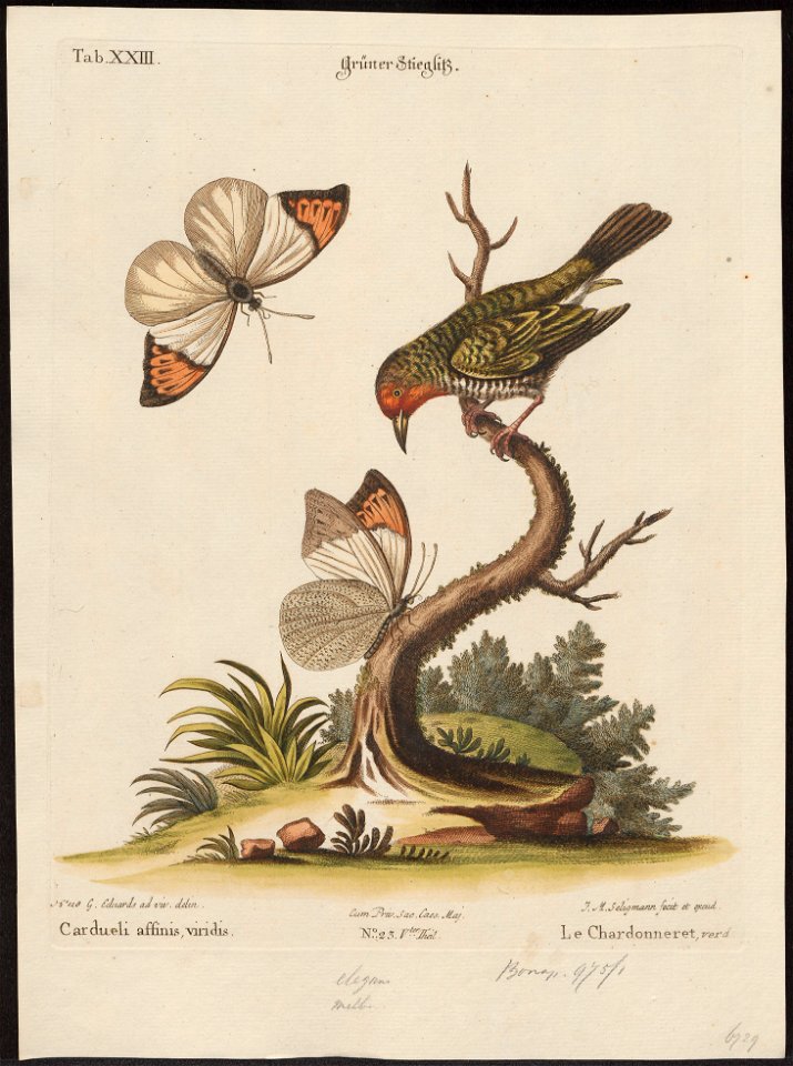 Estrilda melba - 1700-1880 - Print - Iconographia Zoologica - Special Collections University of Amsterdam - UBA01 IZ15900155
