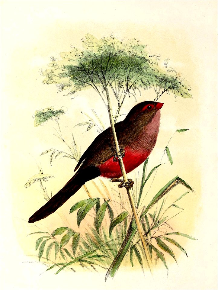 Estrilda astrild 1869