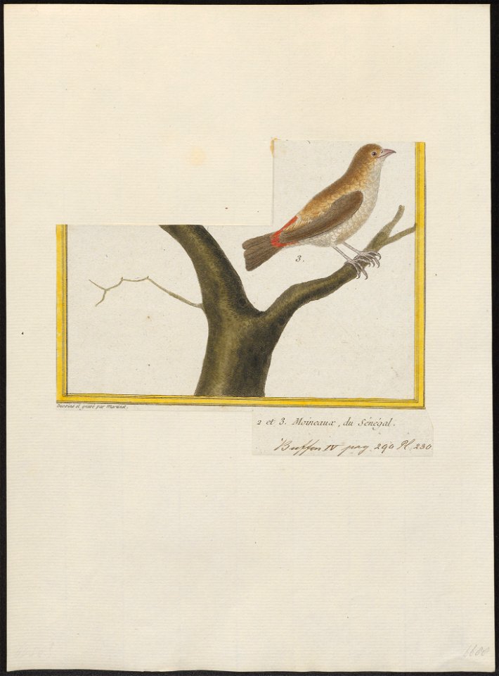 Estrilda haemorrhoidalis - 1700-1880 - Print - Iconographia Zoologica - Special Collections University of Amsterdam - UBA01 IZ15900125