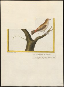 Estrilda haemorrhoidalis - 1700-1880 - Print - Iconographia Zoologica - Special Collections University of Amsterdam - UBA01 IZ15900125
