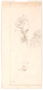Estudo de árvores (atribuído), da Coleção Brasiliana Iconográfica. Free illustration for personal and commercial use.