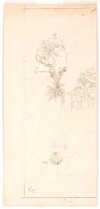 Estudo de árvores (atribuído), da Coleção Brasiliana Iconográfica