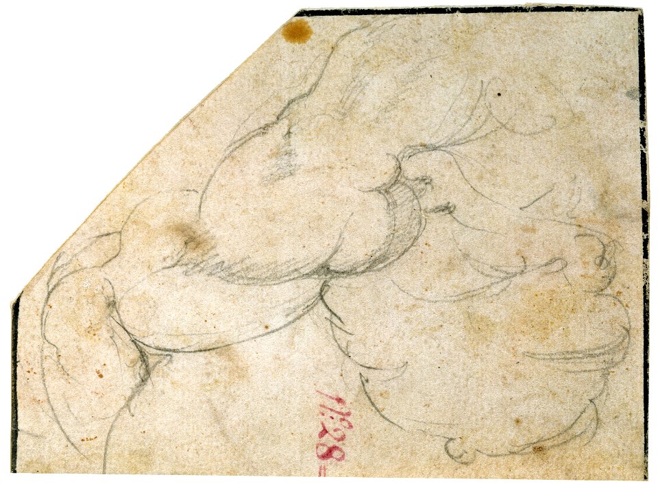 Estudio de hombro derecho, pecho y parte superior de brazo de hombre (Michelangelo)