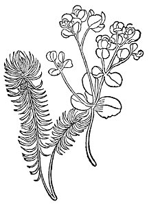 Esula Gart