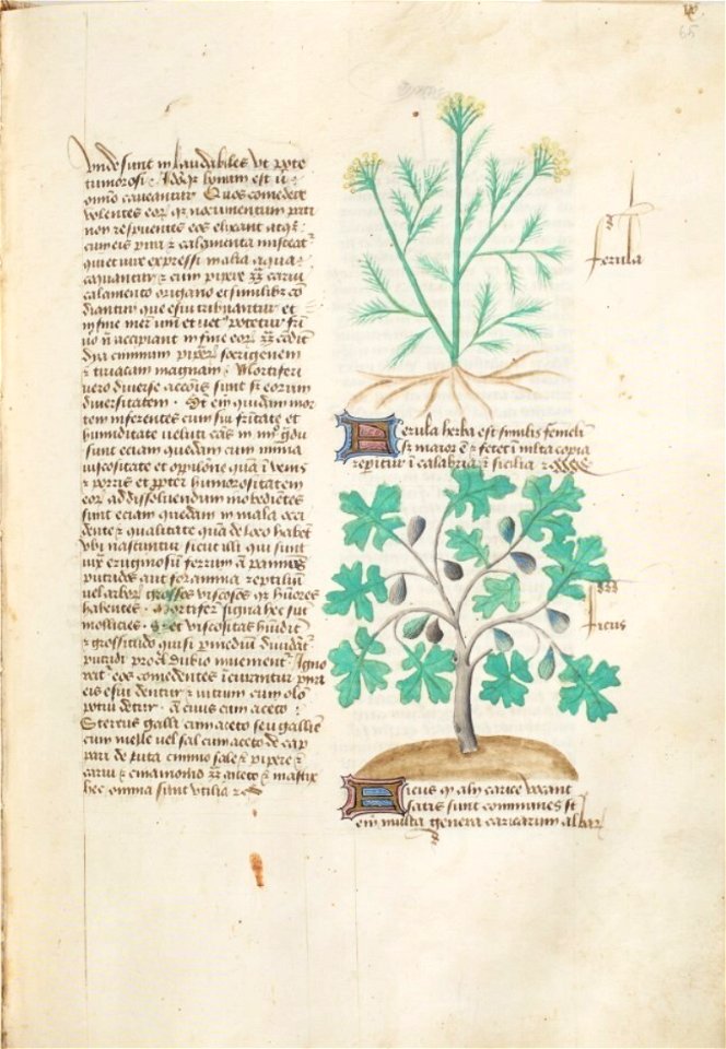Estense alfa.l.09.28, f.065r