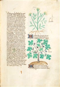 Estense alfa.l.09.28, f.065r