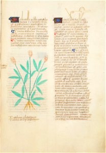 Estense alfa.l.09.28, f.137r