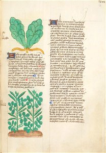 Estense alfa.l.09.28, f.064r