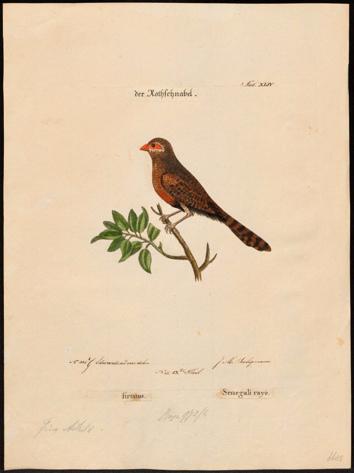 Estrilda astrild - 1700-1880 - Print - Iconographia Zoologica - Special Collections University of Amsterdam - UBA01 IZ15900121