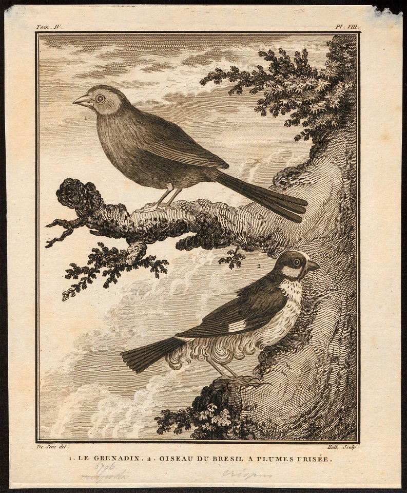 Estrilda granatina - 1700-1880 - Print - Iconographia Zoologica - Special Collections University of Amsterdam - UBA01 IZ15900209