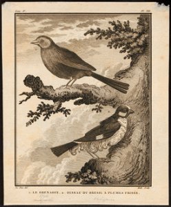 Estrilda granatina - 1700-1880 - Print - Iconographia Zoologica - Special Collections University of Amsterdam - UBA01 IZ15900209
