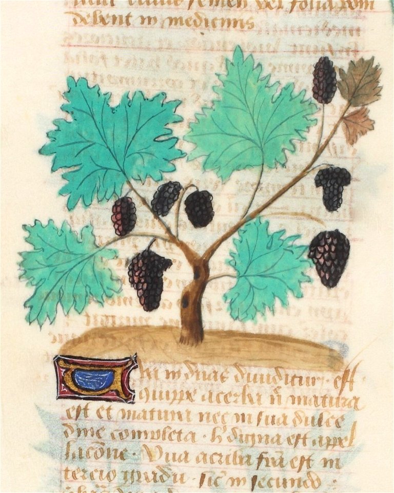 Estense alfa.l.09.28, f.140v (detail)