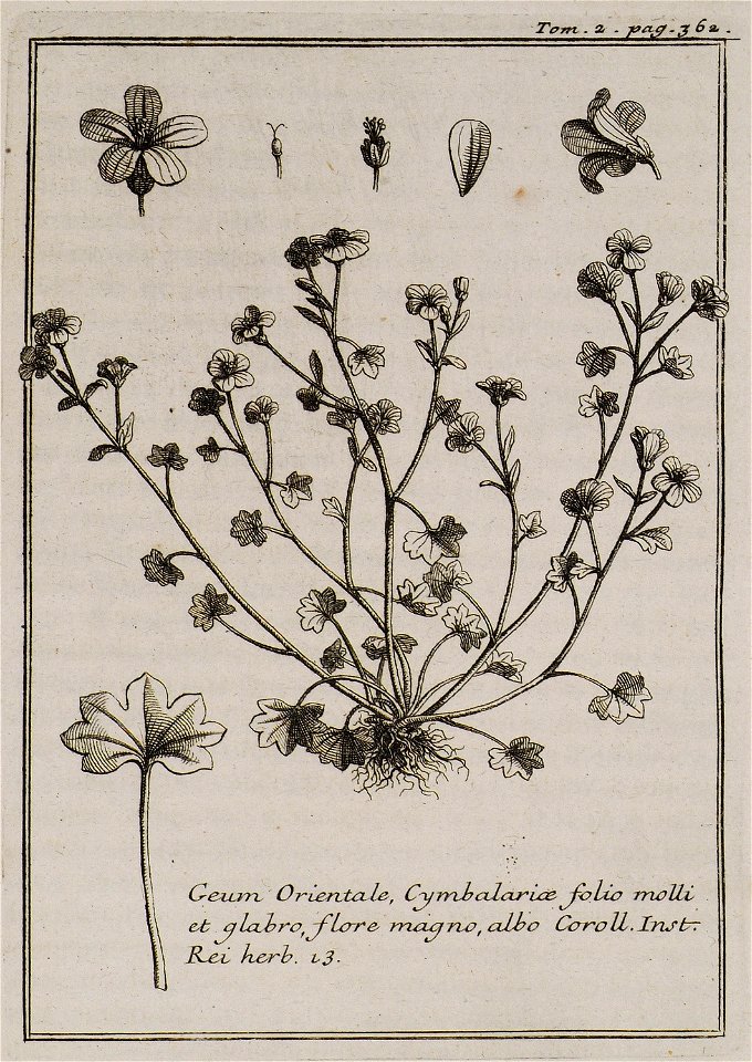 Geum Orientale, Cymbalariae folio molli et glabro, flore magno, albo Coroll Inst Rei herb 13 - Tournefort Joseph Pitton De - 1717