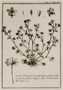 Geum Orientale, Cymbalariae folio molli et glabro, flore magno, albo Coroll Inst Rei herb 13 - Tournefort Joseph Pitton De - 1717