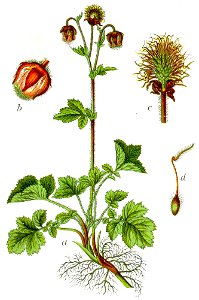 Geum rivale Sturm45