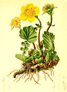 Geum montanum Atlas Alpenflora