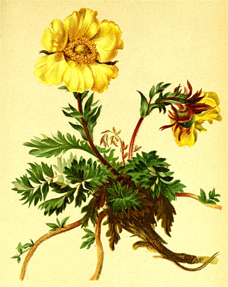 Geum reptans Atlas Alpenflora