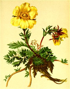 Geum reptans Atlas Alpenflora