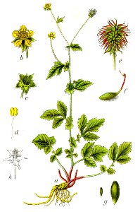 Geum urbanum Sturm44