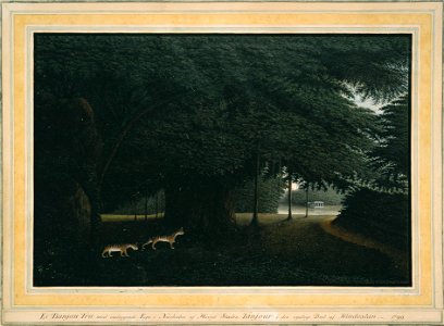 Et Banjan Træ - Peter Anker (1744–1832) - Kulturhistorisk museum, UiO - UEM4414