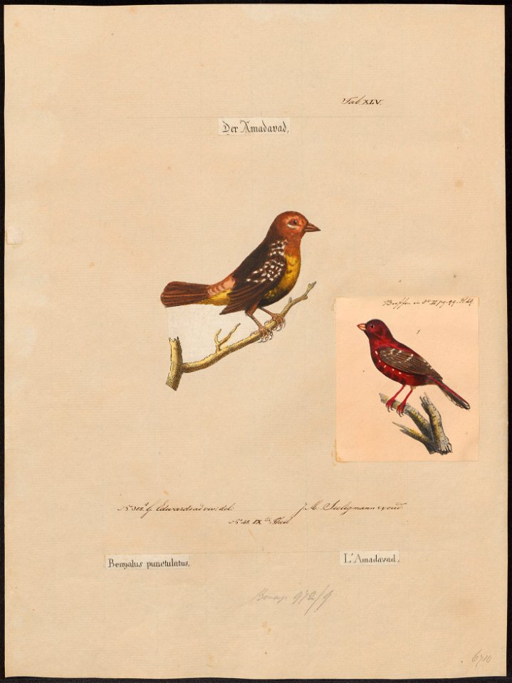 Estrilda amandava - 1700-1880 - Print - Iconographia Zoologica - Special Collections University of Amsterdam - UBA01 IZ15900141