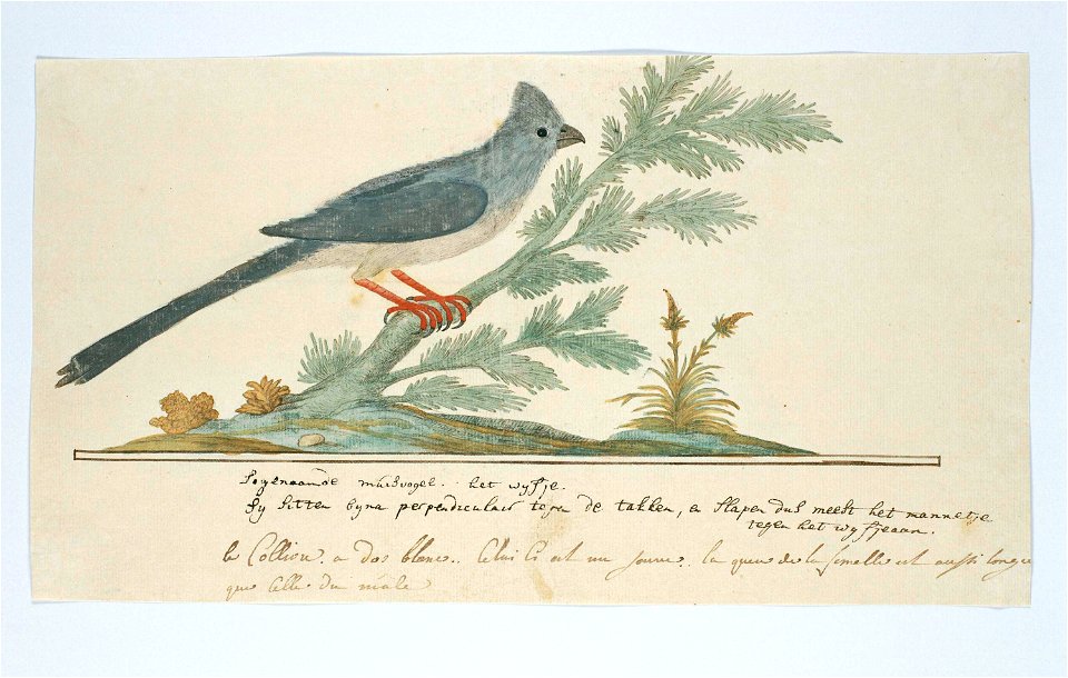 Gevlekte muisvogel (Colius striatus); het wijfje