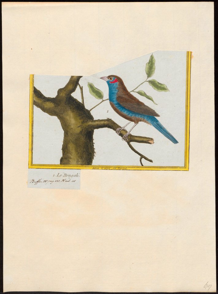 Estrilda bengalus - 1700-1880 - Print - Iconographia Zoologica - Special Collections University of Amsterdam - UBA01 IZ15900137