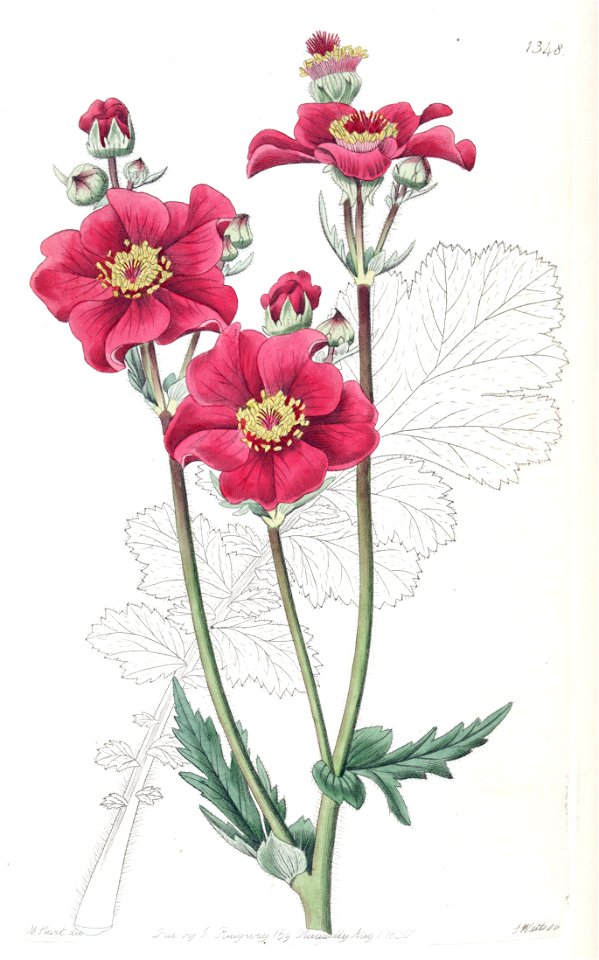 Geum chiloense var. grandiflorum