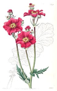 Geum chiloense var. grandiflorum. Free illustration for personal and commercial use.