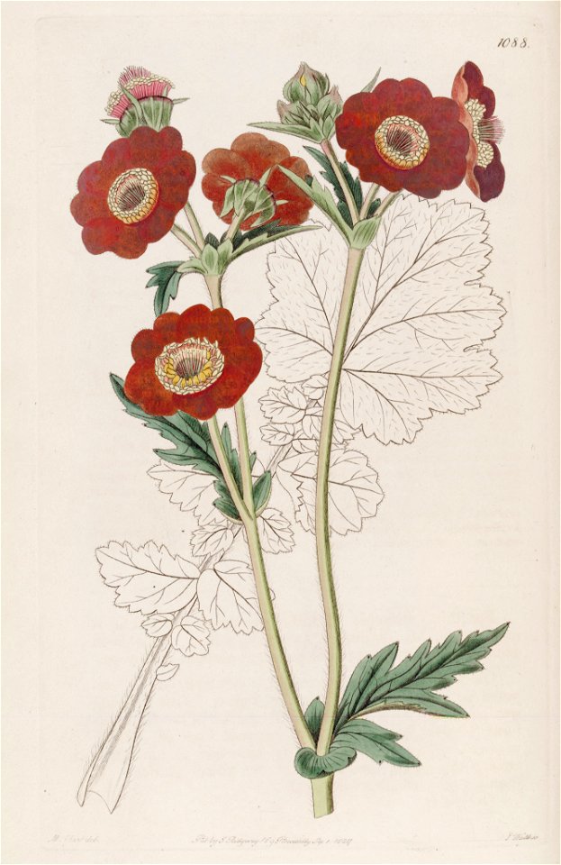Geum quellyon