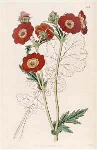 Geum quellyon
