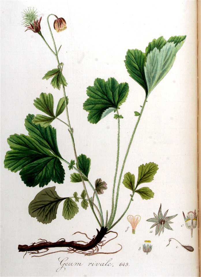 Geum rivale — Flora Batava — Volume v9