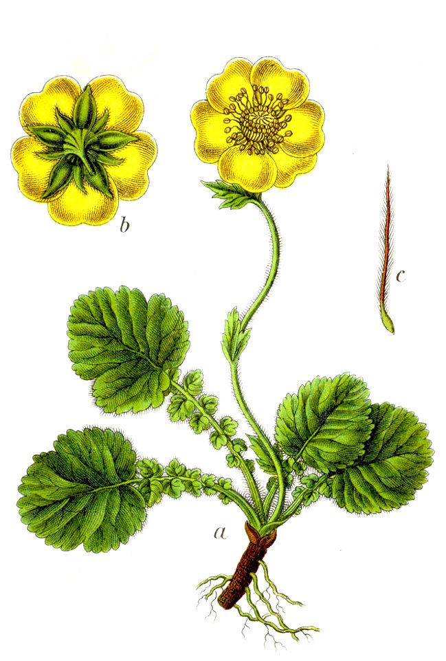 Geum montanum Sturm42