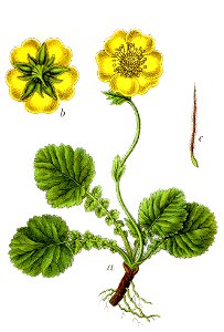 Geum montanum Sturm42