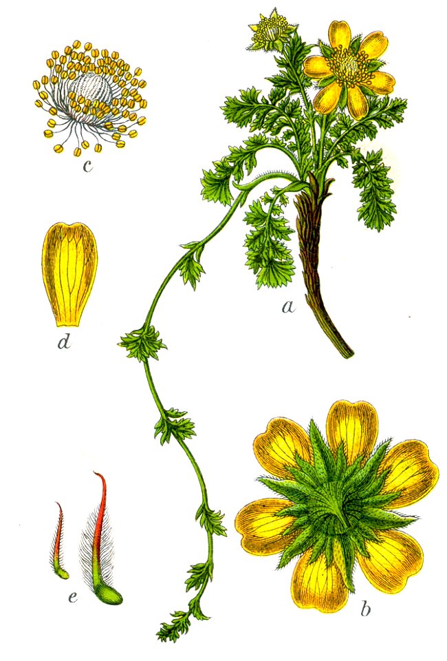 Geum reptans Sturm41