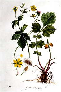 Geum urbanum — Flora Batava — Volume v1