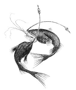 Gigantactis vanhoeffeni1