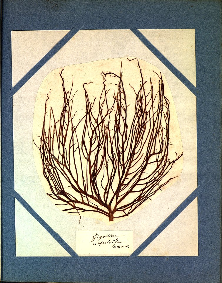 Gigartina confervoides Lamouroux