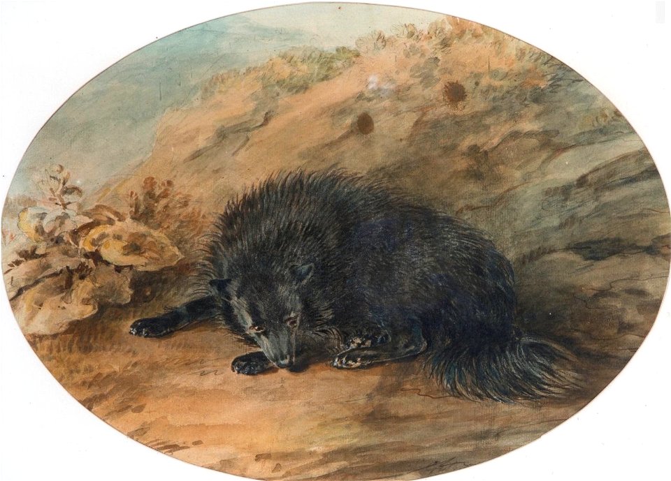'A Study of a Black Dog' by Sawrey Gilpin, watercolor over pencil