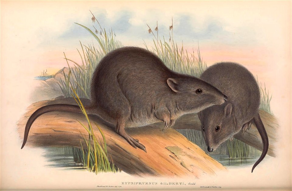 Gilbert's potoroo