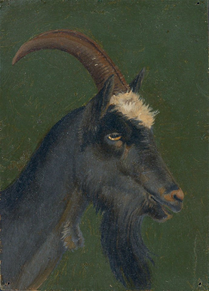 Christian Friedrich Gille - Ziegenkopf