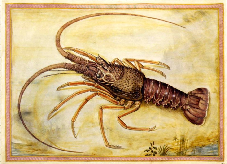 Giorgio Liberale - Mediterranean lobster - WGA12971