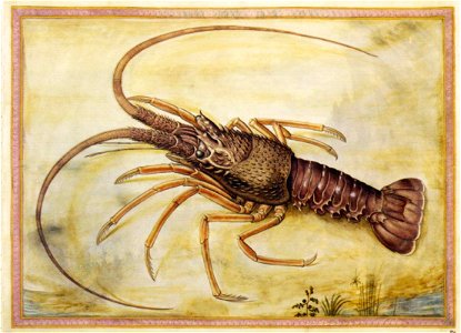 Giorgio Liberale - Mediterranean lobster - WGA12971