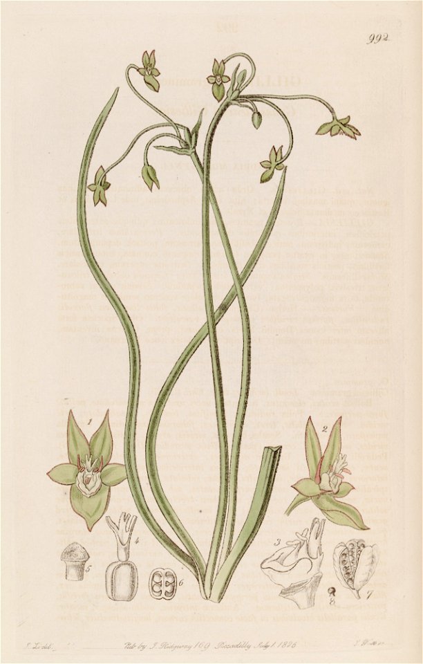 Gilliesia graminea Lindley