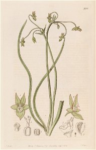 Gilliesia graminea Lindley