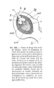 Ginkgo - coupe en long de l'ovule