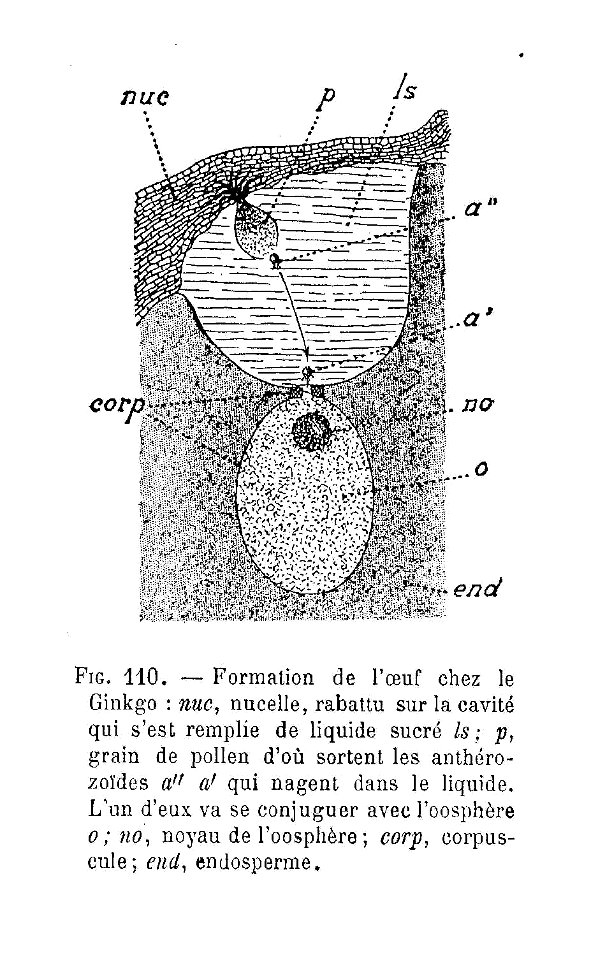 Ginkgo - formation de l'oeuf