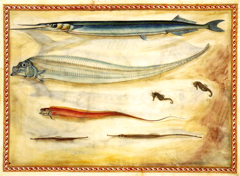 Giorgio Liberale - Sea animals - WGA12970